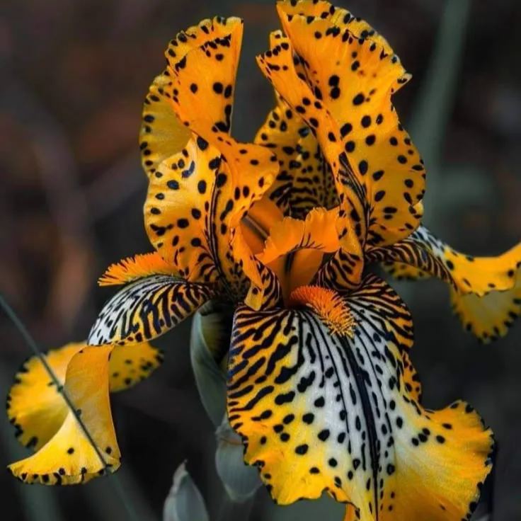 Amber Glow-Rzadkie cebulki irysów⚜️