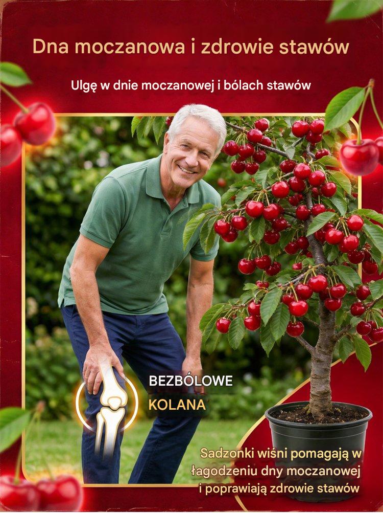 【Świeżo zebrane】karłowe sadzonki wiśni