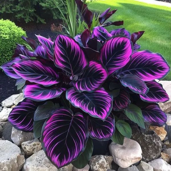 🌿 Kolorowe nasiona funkii – król cienia w ogrodzie! 🌿