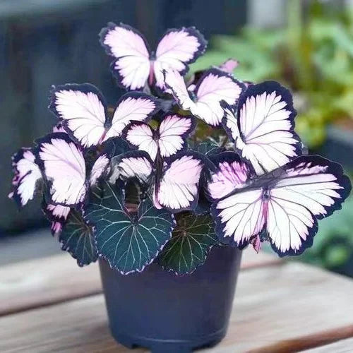Nasiona kwiatów Moonlight Butterfly