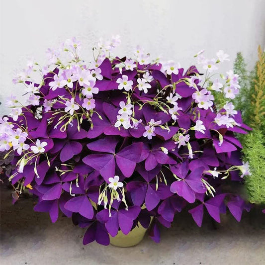 💜Cebule szczawika Purple Luck
