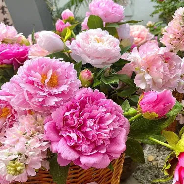 🌺Gyönyörű vegyes bazsarózsa magok