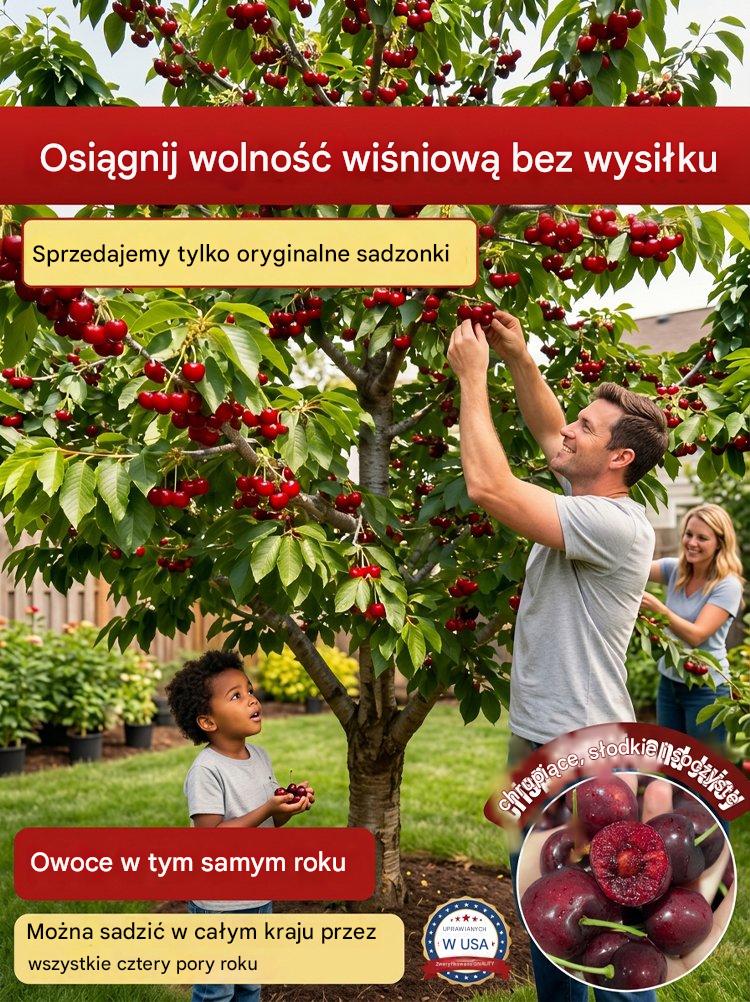 【Świeżo zebrane】karłowe sadzonki wiśni