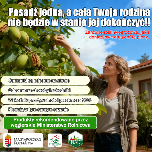 Amerykańskie importowane sadzonki orzecha pekan