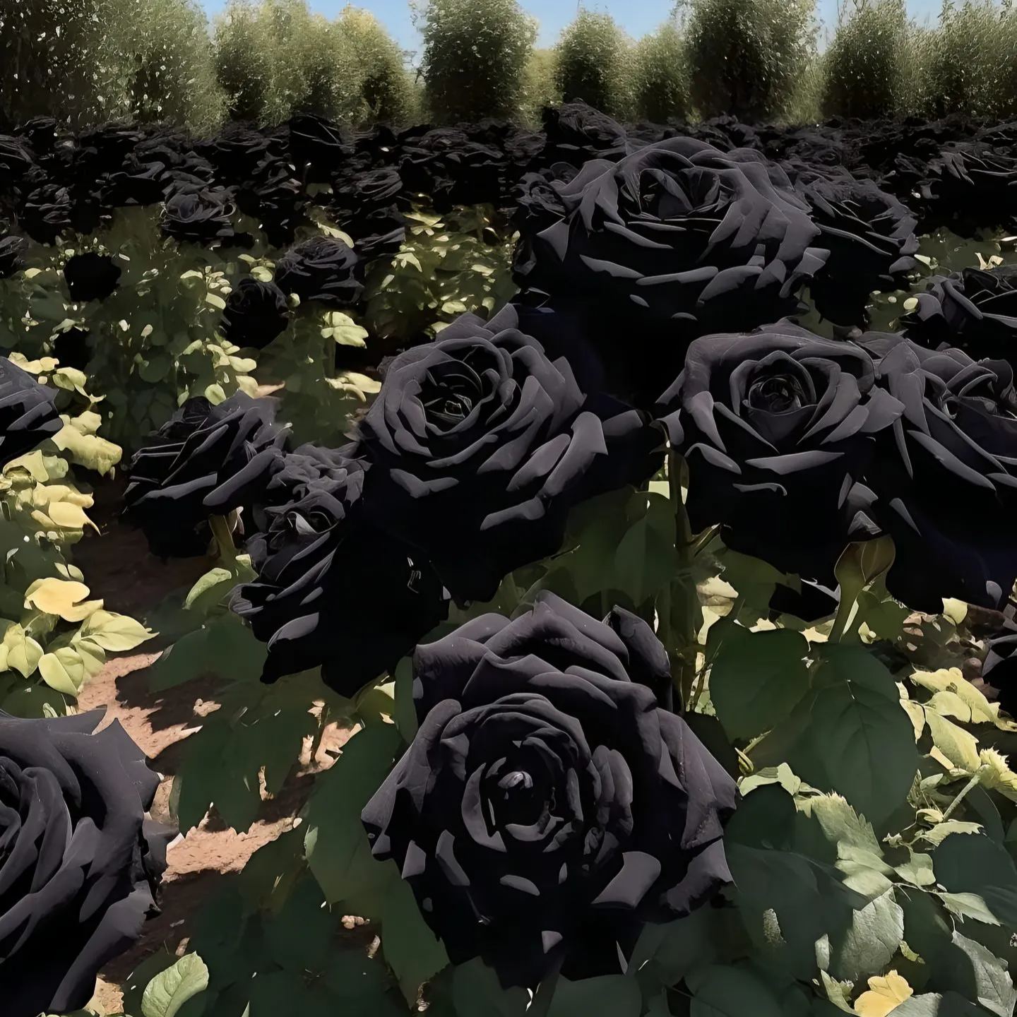 Nasiona Black Knight Velvet Rose🖤