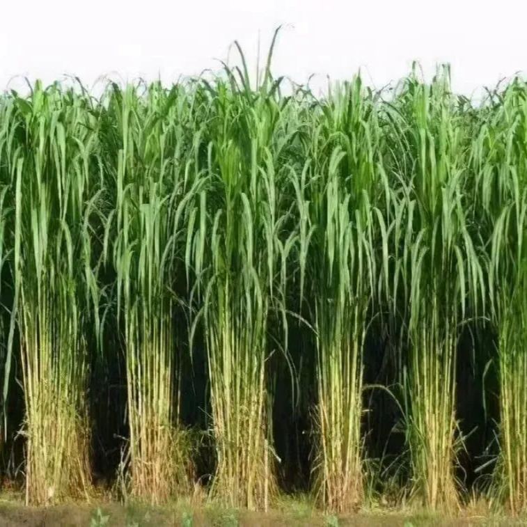 🌿Hybrydowa odmiana sorgo-trawa sudańska✅Wysokopudowne nasiona paszowe