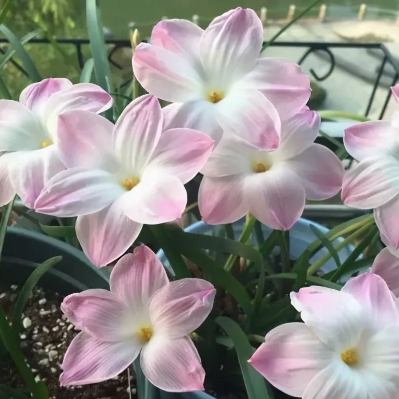 Cebule orchidei deszczowej – kwitną po kolejnym deszczu