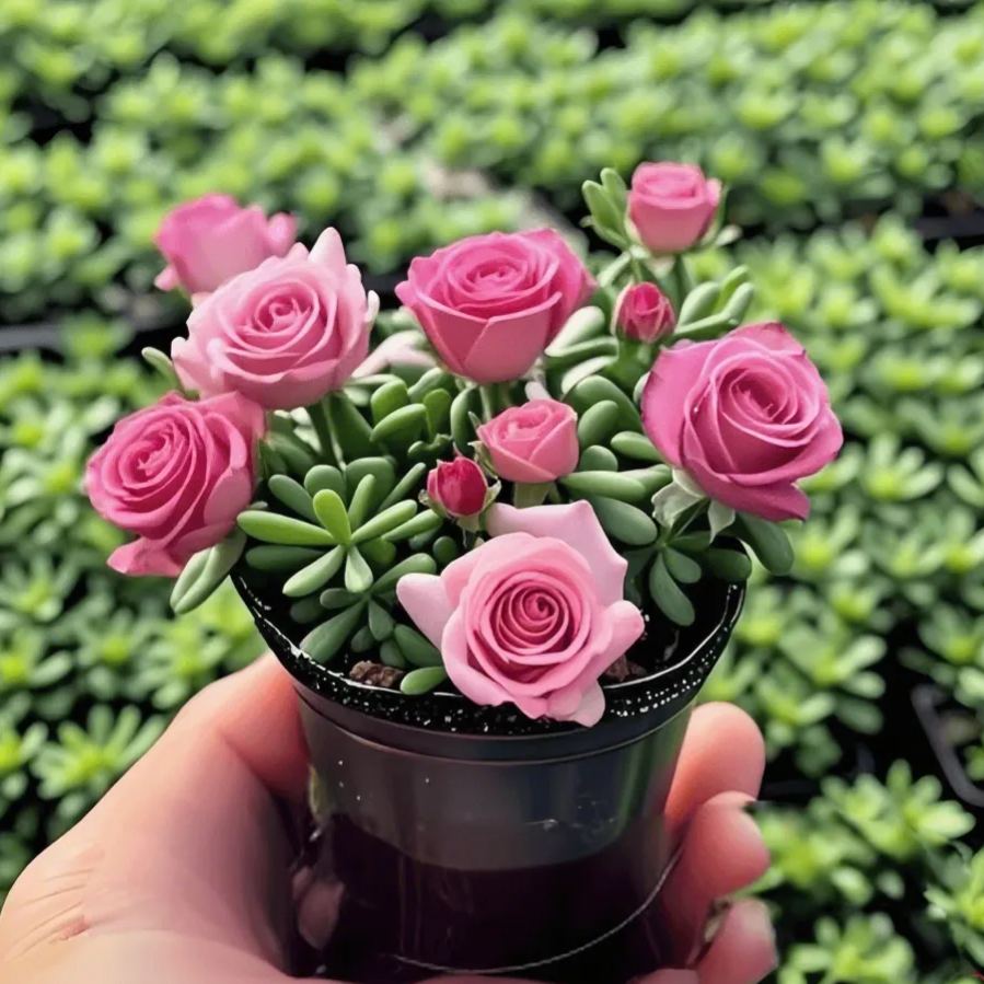 Cebule storczyka różanego o podwójnych kwiatach – odporne na zimno i pachnące