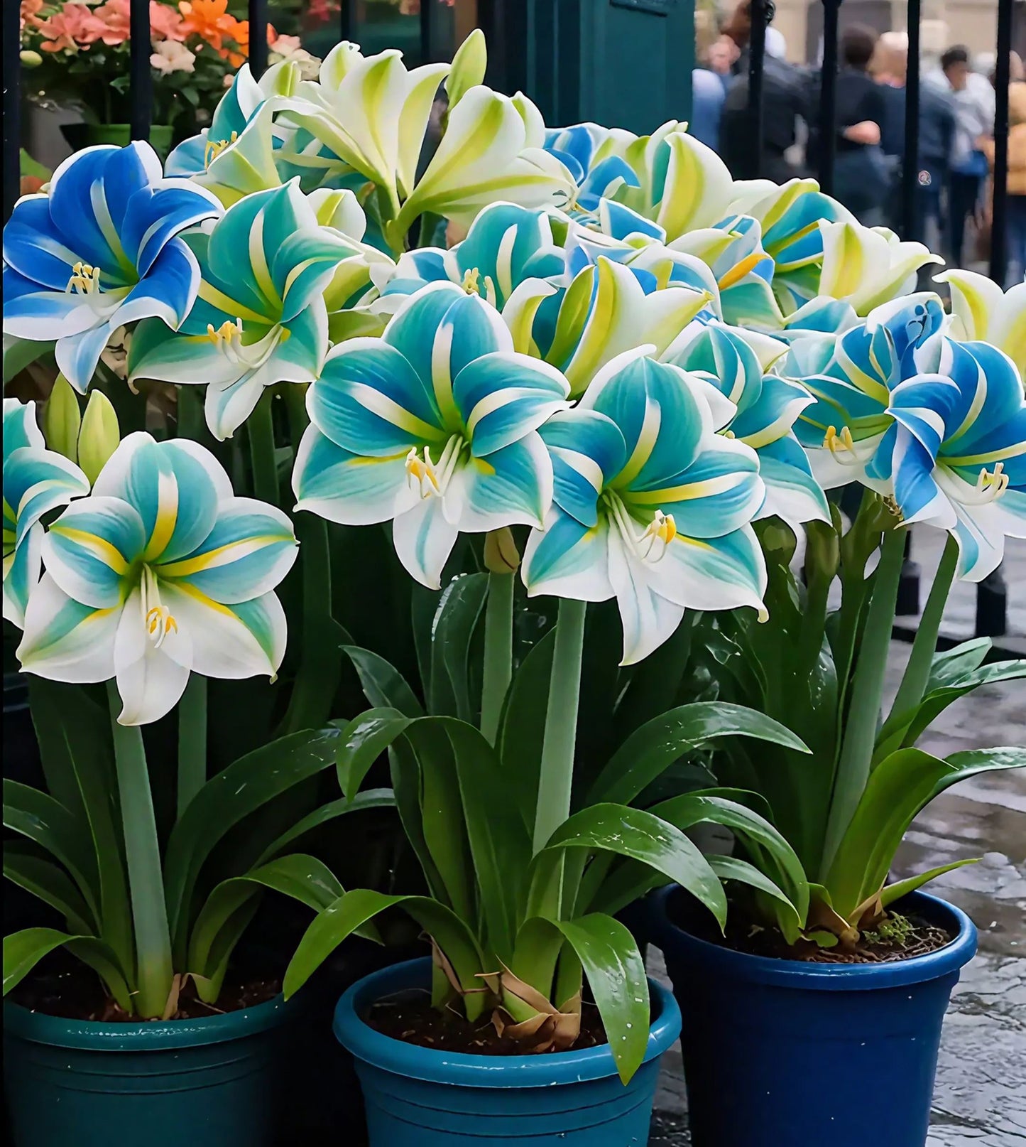 Cebule amarylisów perfumowanych o podwójnych płatkach